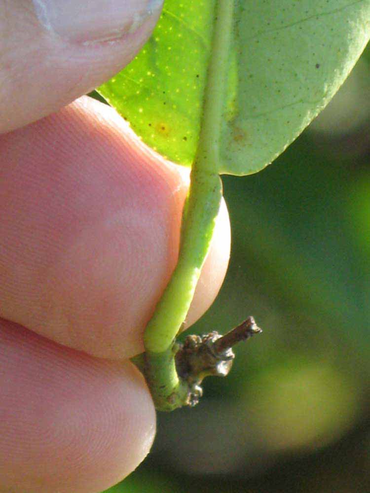              Petiole (Winter Haven, FL)       